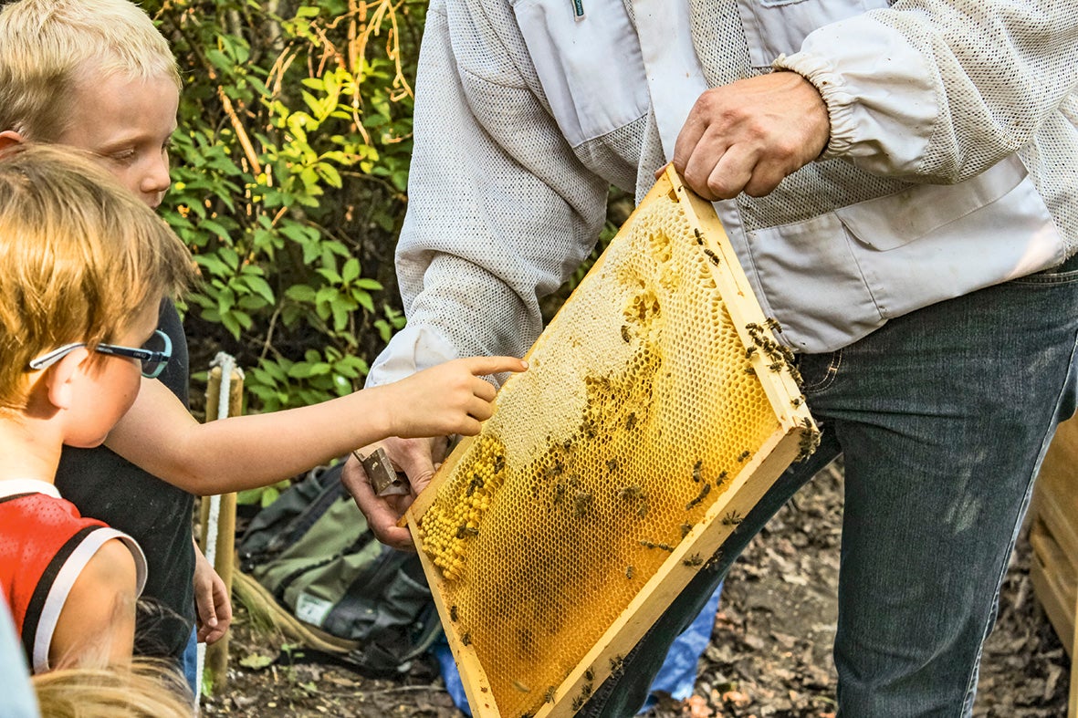 Kind zeigt mit Finger auf Bienenwabe, die ein Imker hält, draußen im Grünen.