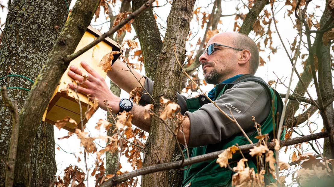 Ein Nistkasten wird in einem Baum aufgehängt.