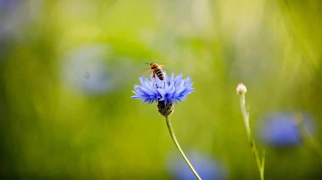 Nahaufnahme Biene auf Blume auf einer Wildblumenwiese