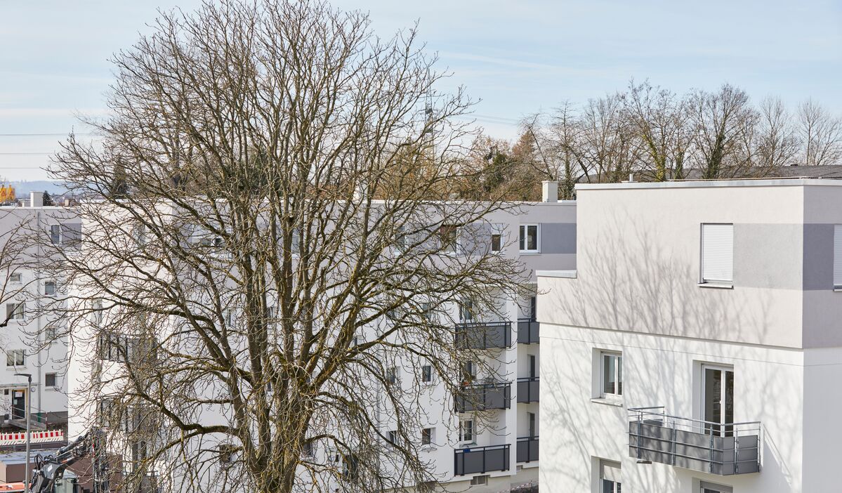 Neue Wohnhäuser, in weiß gestrichen mit grauen Akzenten. Ein Baum ohne Blätter steht vor einem der Häuser.