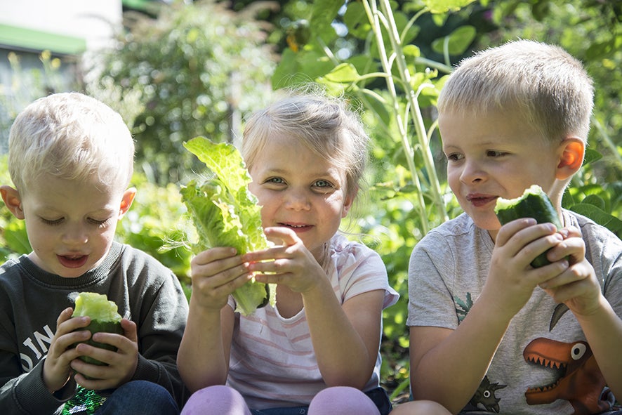 Drei Kinder essen Gemüse im Garten.